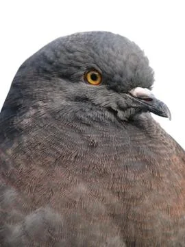Pigeon Stock Photos