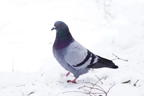 Pigeon Stock Photos