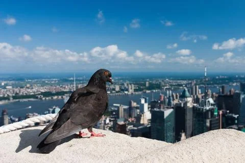 The Pigeon 스톡 사진