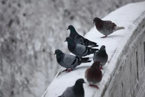 Pigeon Фото
