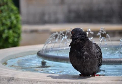 Pigeon Stock Photos