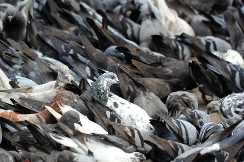 Pigeon Stock Photos