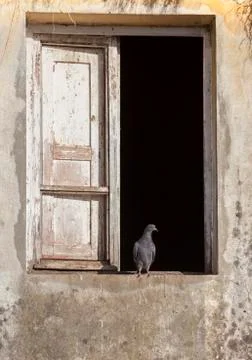 Pigeon Stock Photos