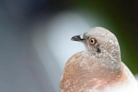 Pigeon Stock Photos