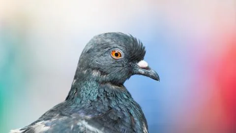 Pigeon Stock Photos