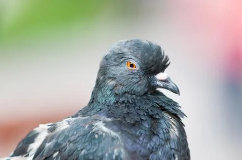 Pigeon Stock Photos