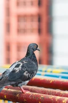 Pigeon 写真素材