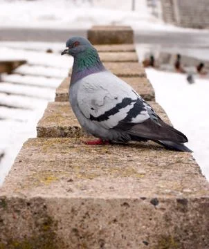 Pigeon Stock Photos