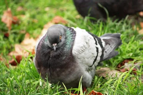 Pigeon Stock-Fotos