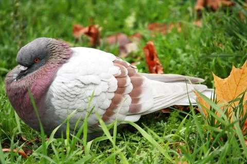 Pigeon Stock-Fotos