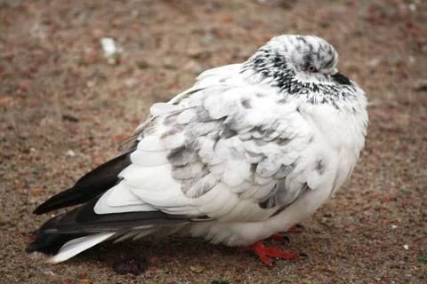 Pigeon Stock-Fotos