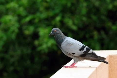 Pigeon Stock Photos