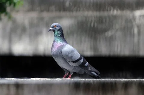 Pigeon Foto stock