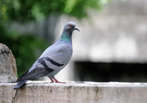 Pigeon Stock Photos