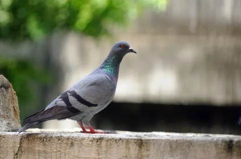 Pigeon Stock Photos