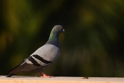 Pigeon Stock Photos