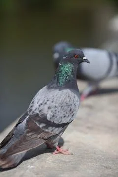 Pigeon Stock-Fotos