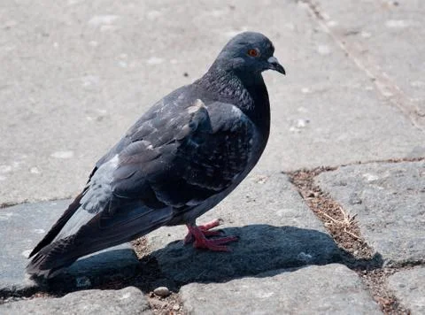 Pigeon Foto stock