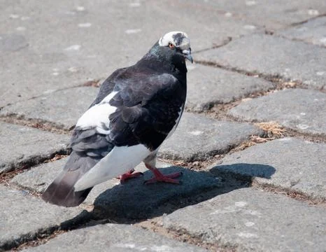 Pigeon Фото