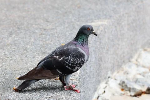 The pigeon Stock Photos