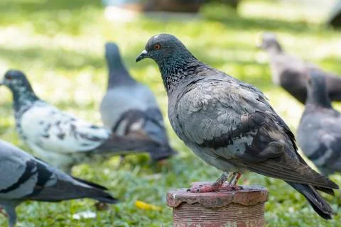 Pigeon Stock Photos