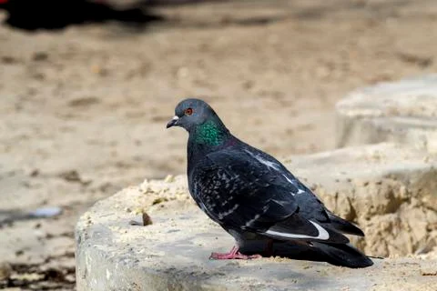 Pigeon Stock Photos