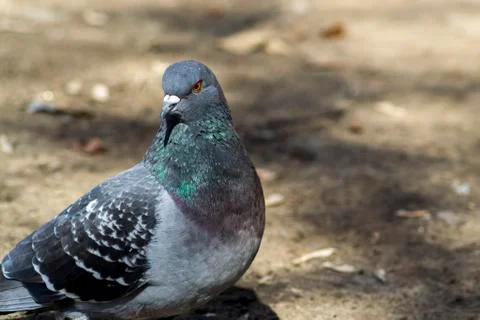 Pigeon Stock Photos