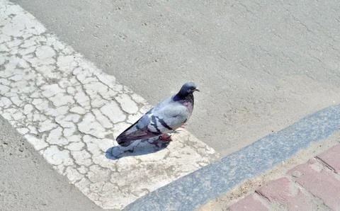 Pigeon Stock Photos