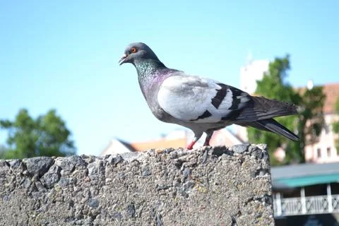 Pigeon Stock Photos
