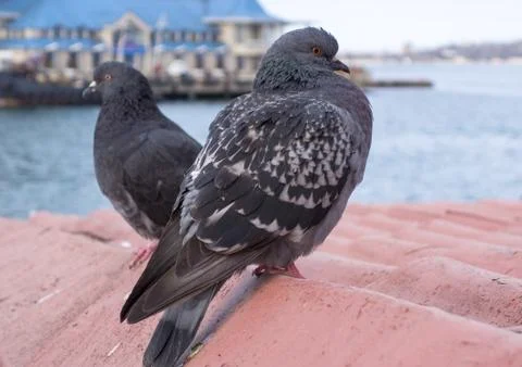 Pigeon Stock Photos