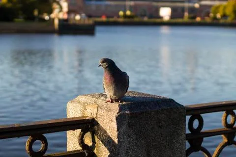 Pigeon Stock Photos