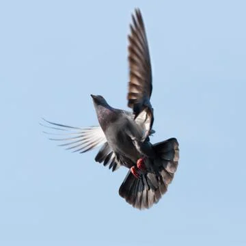 Pigeon Stock Photos