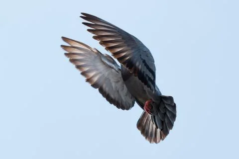 Pigeon Stock Photos