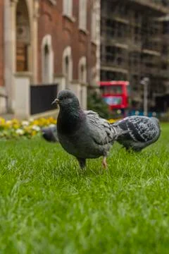 A pigeon Stock Photos
