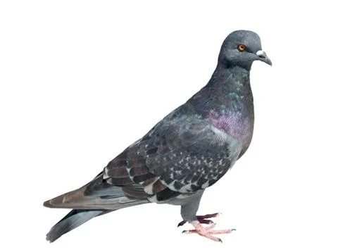 A pigeon Stock-Fotos