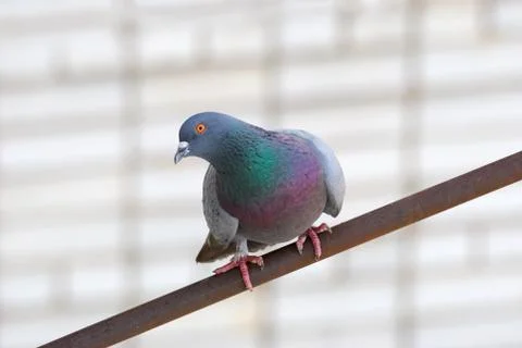 Pigeon Foto stock