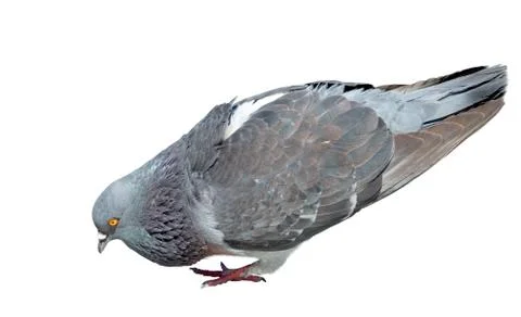 A pigeon Stock Photos
