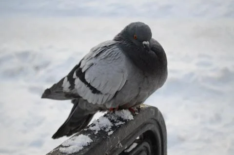Pigeon Stock Photos