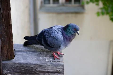 Pigeon Foto stock