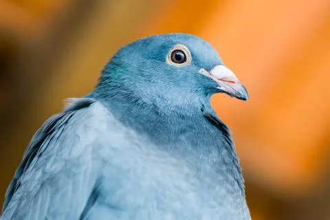 Pigeon Stock Photos