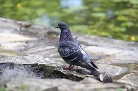 Pigeon Stock Photos