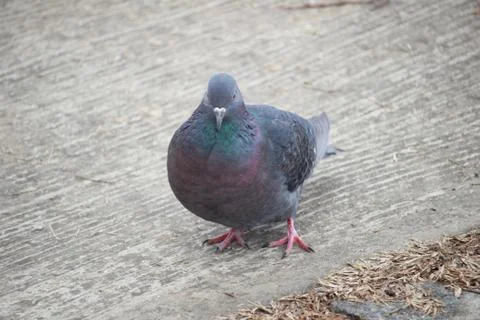 Pigeon Stock Photos