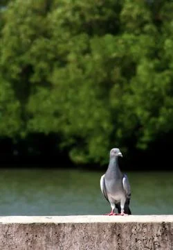 The pigeon Stock Photos