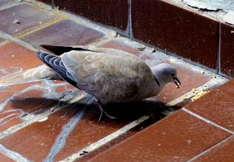 Pigeon Stock Photos