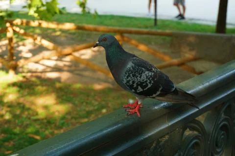 Pigeon Stock Photos