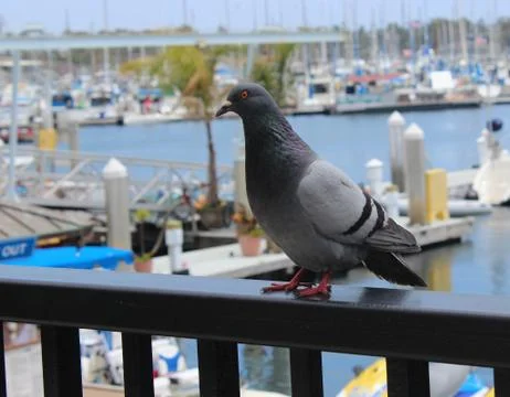 Pigeon Foto stock