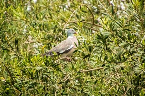 Pigeon Stock-Fotos