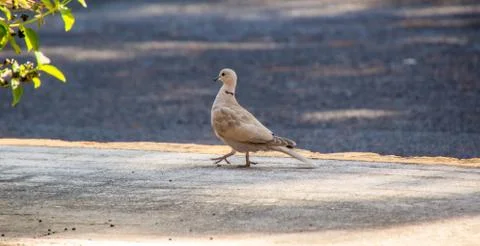 Pigeon Stock Photos