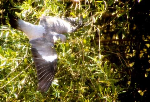 Pigeon Stock Photos