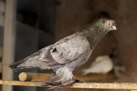 Pigeon Stock Photos